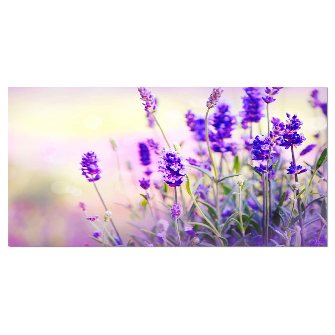 Designart - Purple Lavender Field - Floral Photography Canvas Art Print
